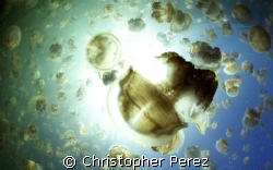 Jellyfish Army, jellyfshlake, palau,  chrisperez by Christopher Perez 